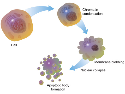 Apoptosis