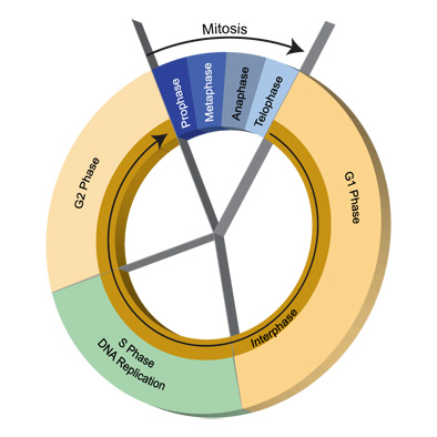 Cell Cycle