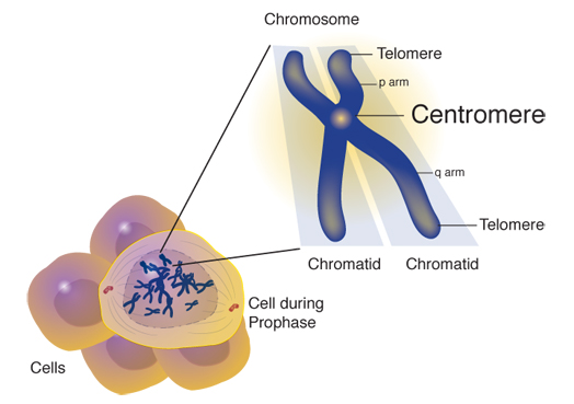 Centromere