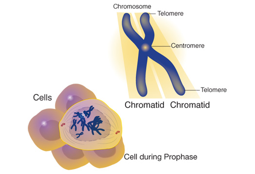 Chromatid