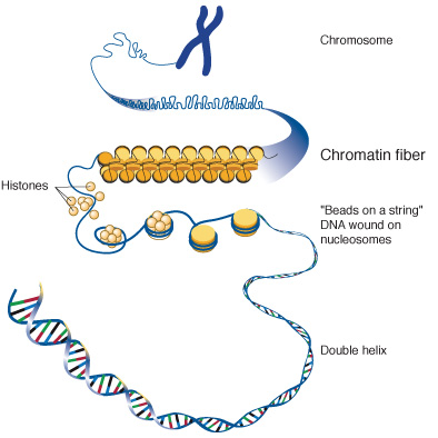 Chromatin