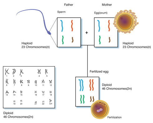 Diploid