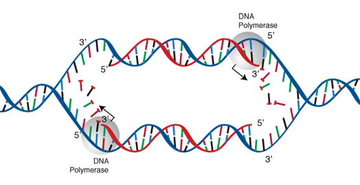 DNA Replication