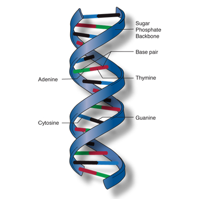 Double helix