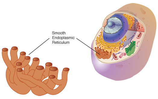 Endoplasmic Reticulum (Smooth)