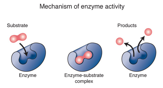 Enzyme