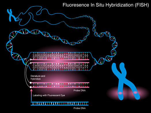 Fluorescence In Situ Hybridization