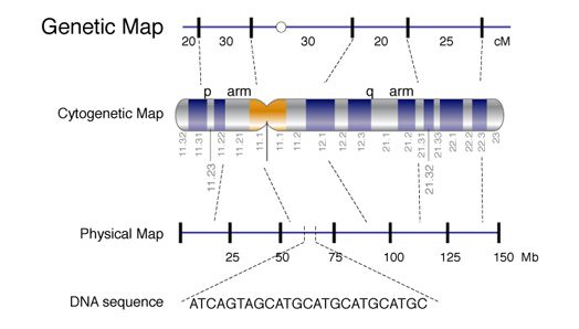 Gene Mapping