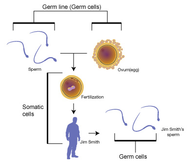 Germ Line