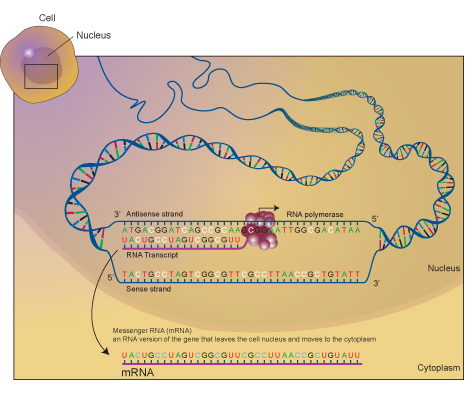 Messenger RNA (mRNA)