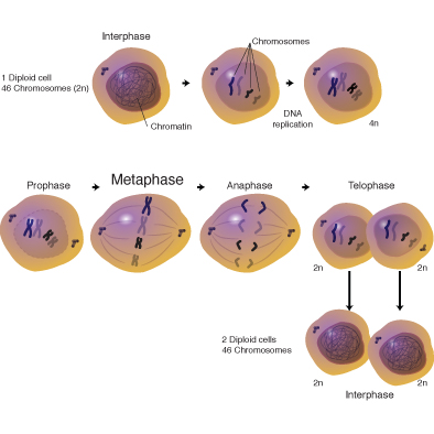 Metaphase