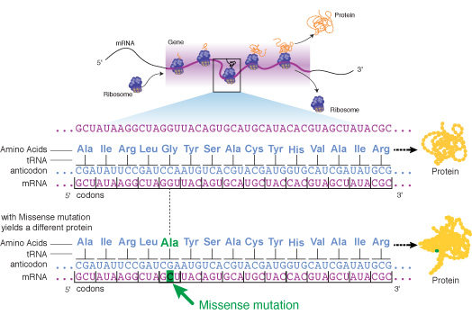 Missense Mutation