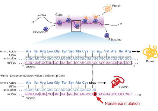 Nonsense Mutation