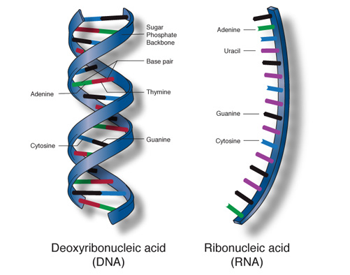 Nucleic Acid