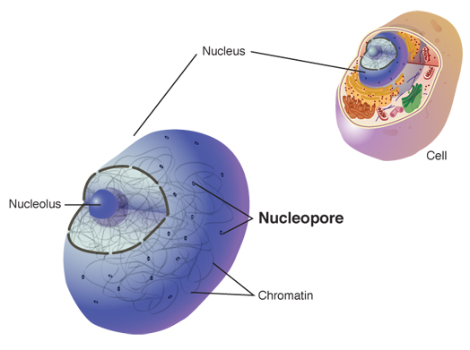 Nucleopore