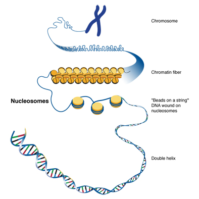 Nucleosome