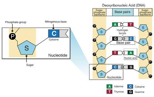 Nucleotide