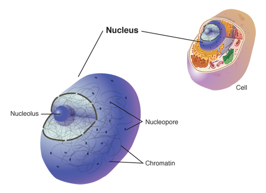 Nucleus