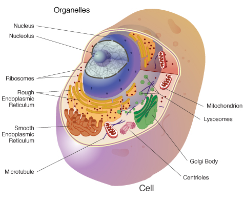 Organelle