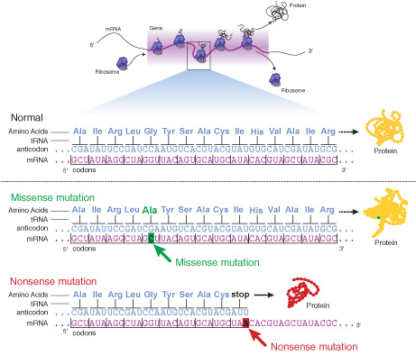 Point Mutation