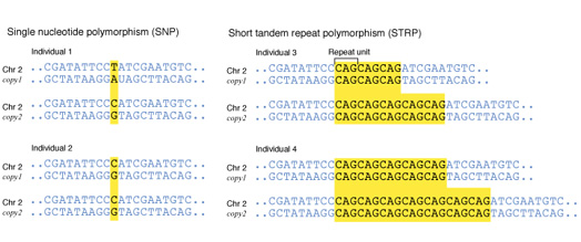 Polymorphism