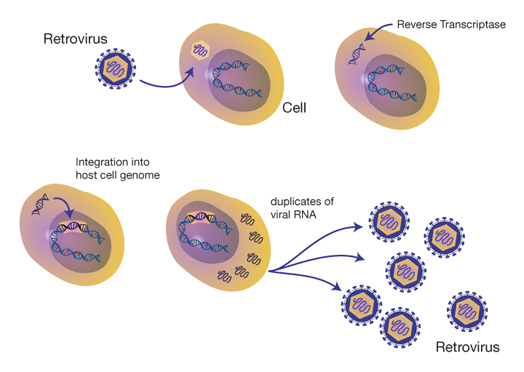 Retrovirus