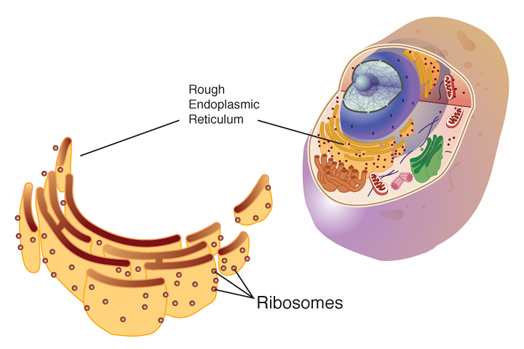 Ribosome