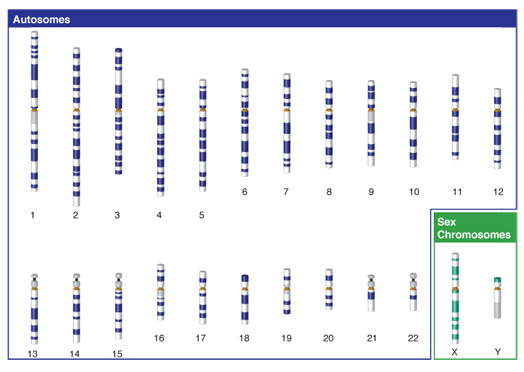 Sex Chromosome