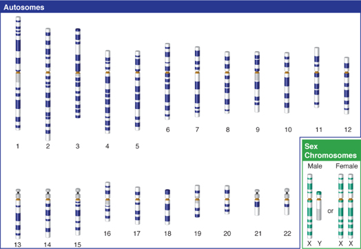 X Chromosome