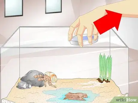 Image titled Tell if a Hermit Crab is Sick Step 11