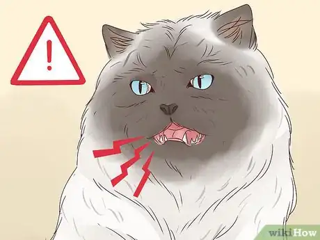 Image titled Identify a Himalayan Cat Step 7