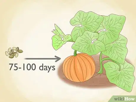 Image titled Plant Pumpkin Seeds Step 2