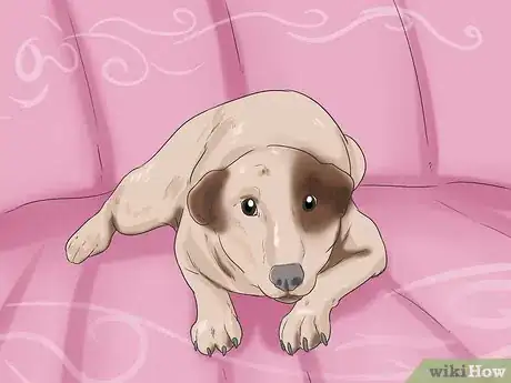 Image titled Know If Your Dog Has Cancer Step 9
