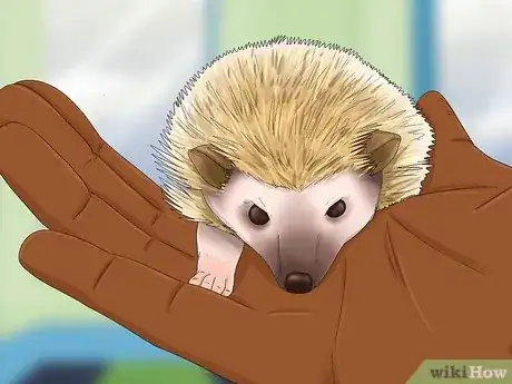 Image titled Buy a Hedgehog Step 7