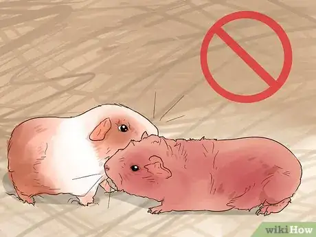 Image titled Care for Multiple Guinea Pigs Step 9