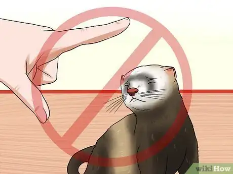 Image titled Train a Ferret Not to Bite Step 4