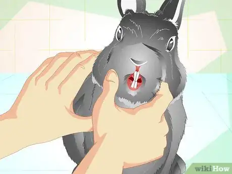 Image titled Trim Your Rabbit's Nails Step 14