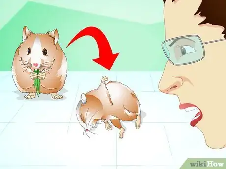 Image titled Know if Your Hamster Is Healthy Step 12
