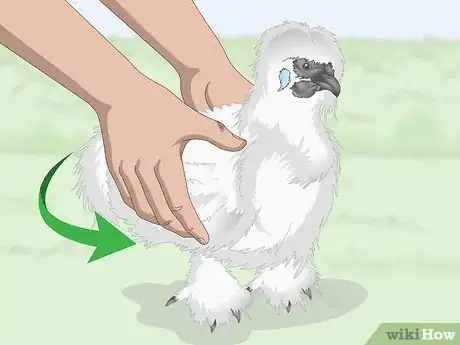 Image titled Pet a Chicken Step 11