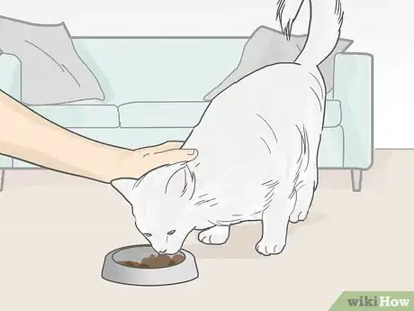 Image titled Cope with the Death of Your Cat Step 13