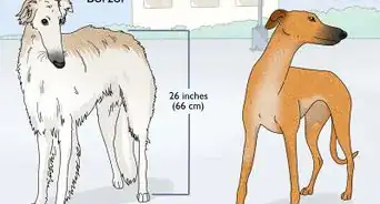 Identify a Greyhound