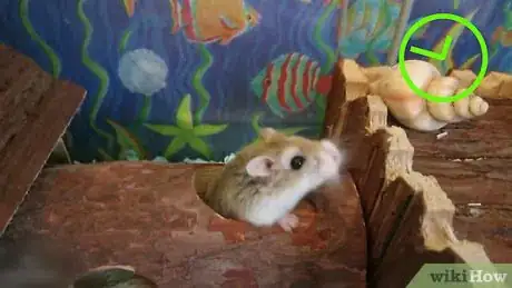 Image titled Play With a Hamster Step 1