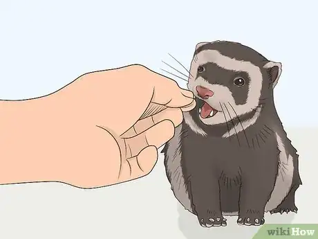 Image titled Train Your Ferret to Walk on a Leash Step 2