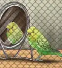 Play With Your Parakeet