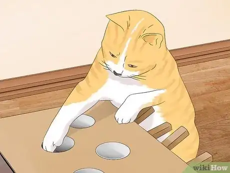 Image titled Use a Spray Bottle on a Cat for Training Step 12
