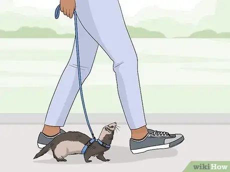 Image titled Train Your Ferret to Walk on a Leash Step 5