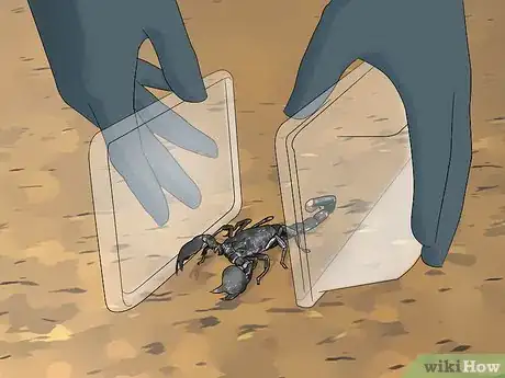 Image titled Naturally Deter Scorpions Step 11