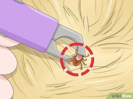 Image titled Get Rid of Ticks on Rabbits Step 2