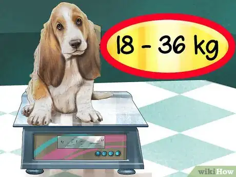 Image titled Identify a Basset Hound Step 5