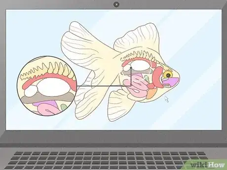 Image titled Feed Goldfish Step 12